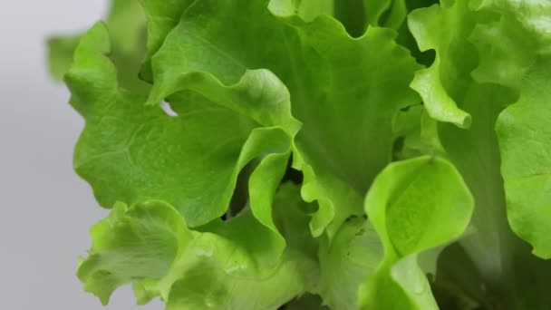 Salatstängel Sollen Garten Neu Gepflanzt Werden — Stockvideo