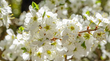 İlkbaharda açan beyaz yaprak ağaçları