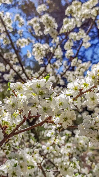 Florescendo Árvores Folhas Brancas Primavera — Fotografia de Stock