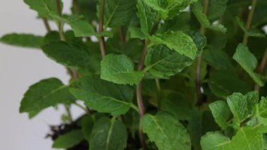 Nane sapı, yakın plan, tencerede.