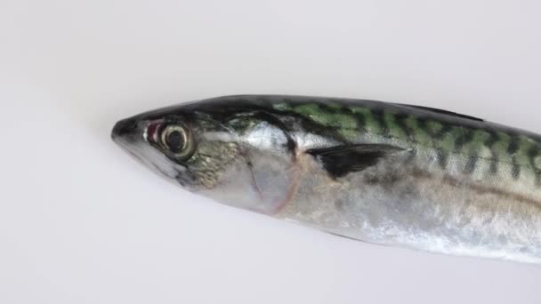 Całe Ryby Makreli Odizolowane Białym Tle — Wideo stockowe