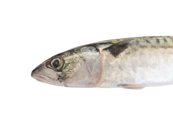 Detail Makrely Izolované Bílém Pozadí — Stock fotografie