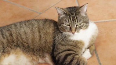 Tekir kedi bir evin zemininde yatıyor.