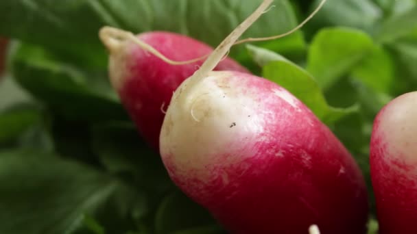 Bunch Radishes Close Table — Stock Video