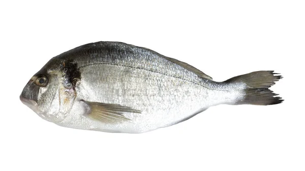 Whole Sea Bream Top View Isolated White Background — Stock Photo, Image