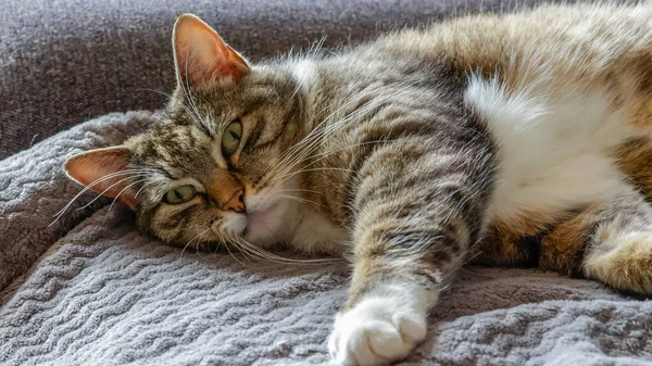 Gato Tabby Cinza Branco Deitado Sofá — Fotografia de Stock