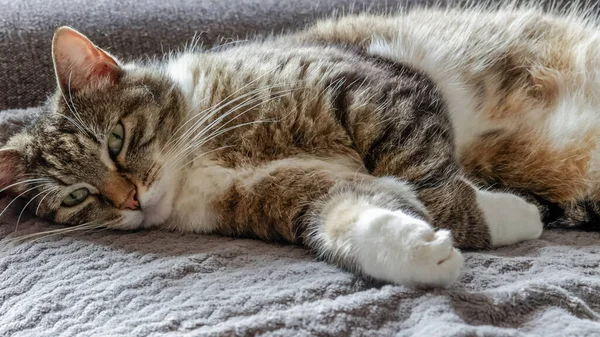 Grau Weiß Gestromte Katze Liegt Auf Sofa — Stockfoto