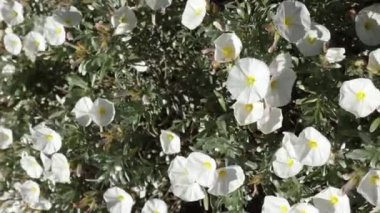 Silverbush (Convolvulus cneorum) her daim yeşil bir çalıdır.