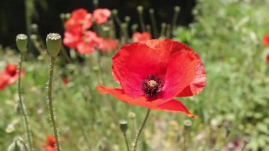Fransa 'nın güneyindeki haşhaş tarlaları