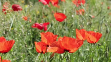 Fransa 'nın güneyindeki haşhaş tarlaları