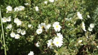 Beyaz çiçeklerin üzerinde yiyecek arayan böcekler.