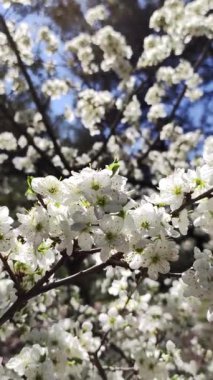 İlkbaharda açan beyaz yaprak ağaçları
