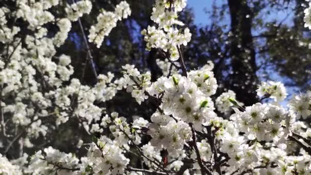 Florescendo Árvores Folhas Brancas Primavera — Vídeo de Stock