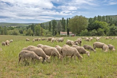 bir çayır koyun sürüsü