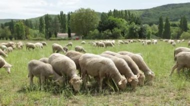 bir çayır koyun sürüsü