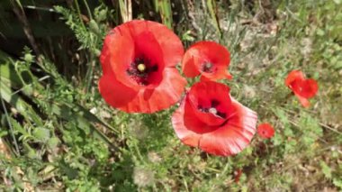 Fransa 'nın güneyindeki haşhaş tarlaları