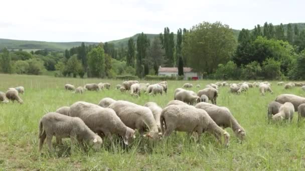 Herd Sheep Meadow — Stock Video