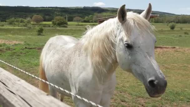 Белая Лошадь Лугу — стоковое видео