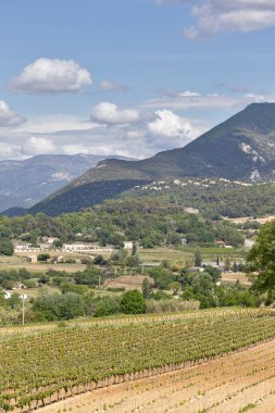 Provence, Vaucluse, Fransa 'da üzüm bağları olan kırsal bölge