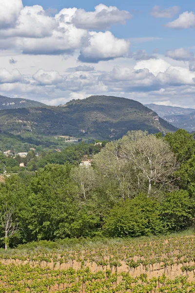 Landsbygdslandskap Med Vingårdar Provence Vaucluse Frankrike — Stockfoto