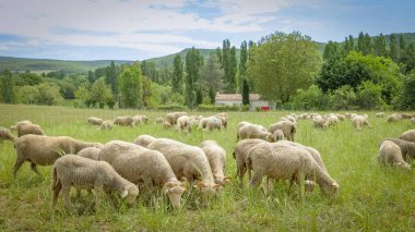 bir çayır koyun sürüsü