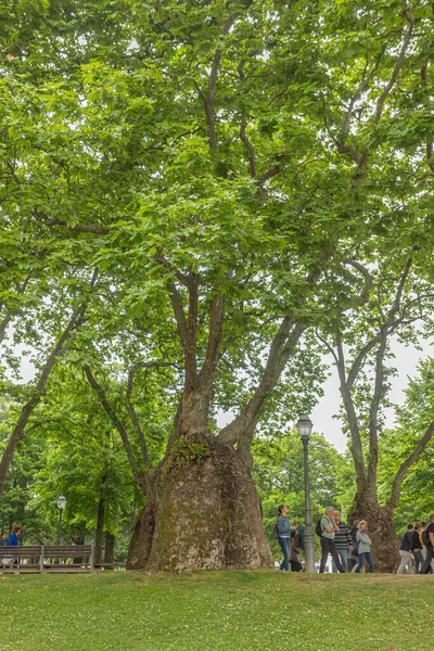 Porto Region Północny Portugalia 2023 Wspaniałe Drzewa Parku Przed Budynkiem — Zdjęcie stockowe