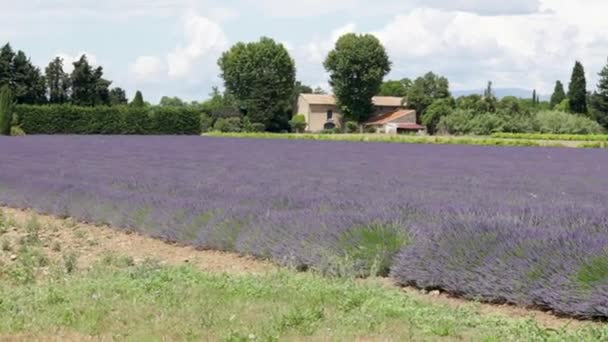 Lavendelfelder Der Provence — Stockvideo