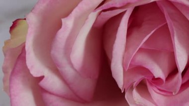 Güzel bir gül, yakından.