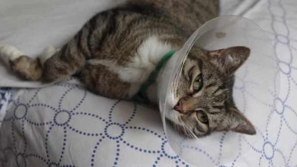 Gato Con Cono Veterinario Plástico Acostado Una Cama — Vídeos de Stock