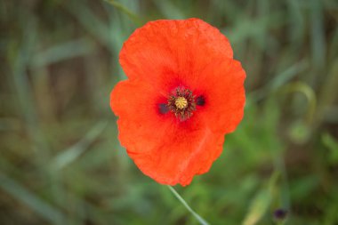 Gelincik çiçeğinin yakın plan görüntüsü