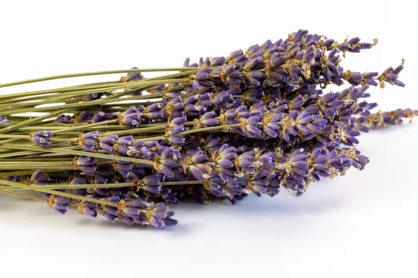 stock image isolated bouquet of lavender on a white background