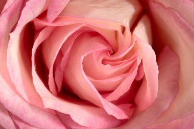 Bir güle çok yakın.