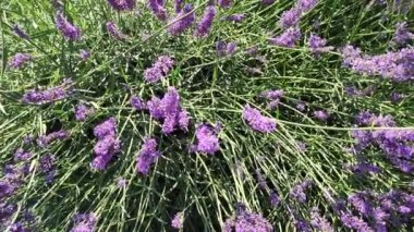 Lavanta fabrikası yakında.