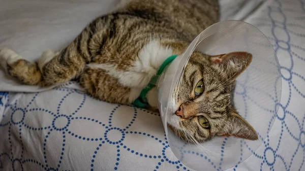 一只带着塑料兽医锥的猫躺在床上 — 图库照片