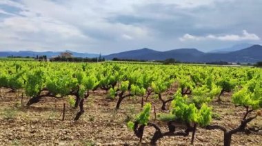 Bulutlu bir gökyüzünün altındaki üzüm bağlarının manzarası, arka planda dağlar
