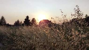 Güney Fransa 'nın kırsalında bir çayırda gün batımı