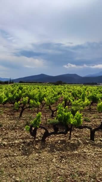 Uitzicht Wijngaarden Onder Een Bewolkte Hemel Bergen Achtergrond — Stockvideo