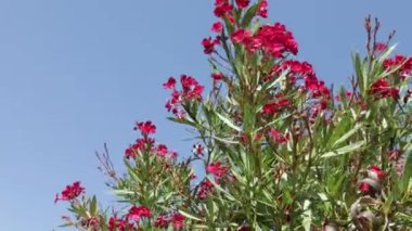 Kırmızı zakkum çalı manzarası, yakın plan.