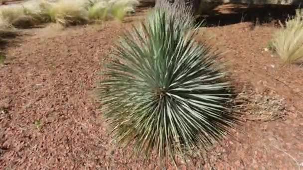 Yucca Rostrata Wüstenpflanze Einem Blumenbeet — Stockvideo
