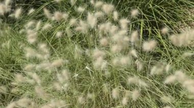 Rüzgârlı pennisetum villosumunu kapat