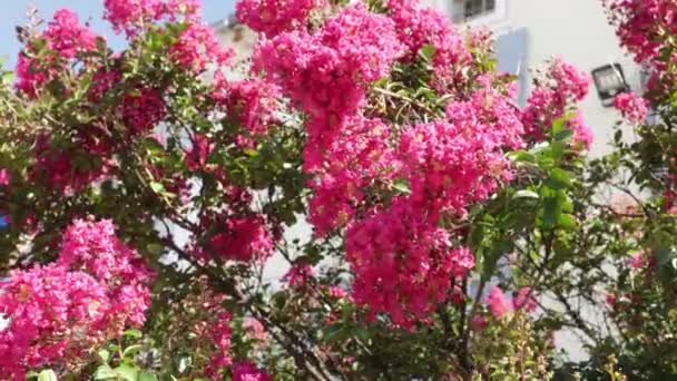 Vacker Buske Med Rosa Blommor Medelhavsstad — Stockvideo