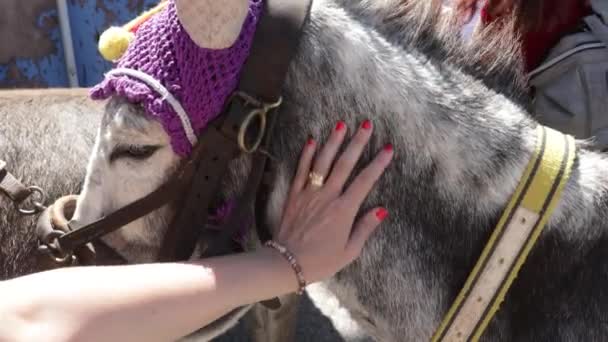 一个女人摸着驴子的手 — 图库视频影像