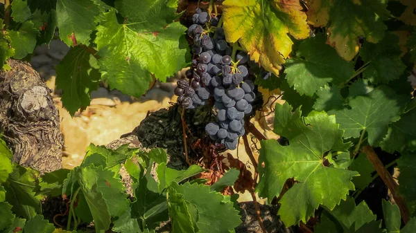 Grappe Raisins Noirs Sur Une Vigne — Photo
