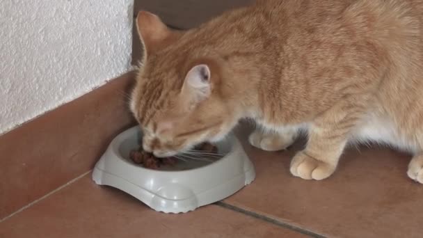 クローズアップ 彼の食事を食べる — ストック動画