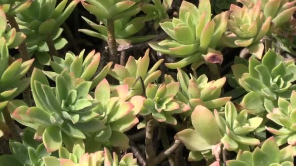 Top View Sedum Palmeri Succulent Plant — Stockvideo