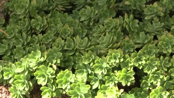 Top View Sedum Palmeri Succulent Plant — Stockvideo