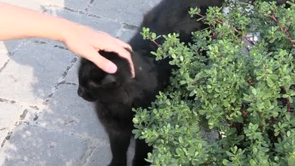 Kadın Siyah Bir Kediyi Okşuyor Yakın Plan — Stok video