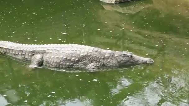 Крокодил Воде Зоопарке — стоковое видео
