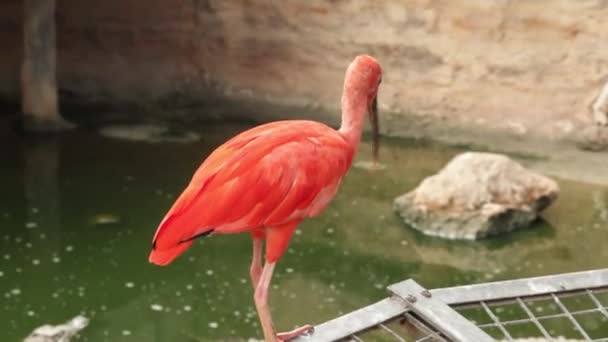 Red Ibis Primo Piano Parco Animali — Video Stock