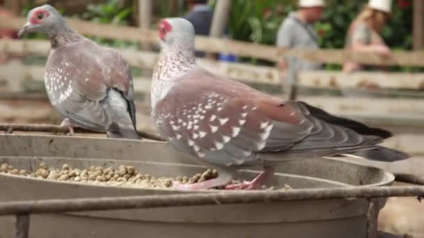 Gine Güvercini Guina Bir Hayvan Parkında Yemek Yiyor — Stok video